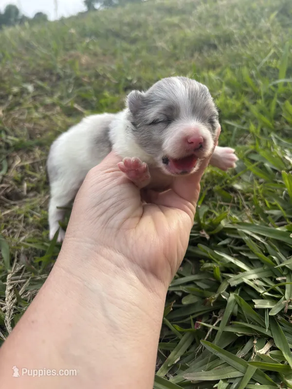 Akc blue Merle parti  – Pomeranian puppy for sale in Trion, GA
