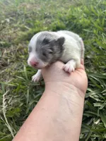 Akc blue Merle parti , a female Pomeranian for sale in Trion, GA – Photo 3 of 4