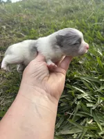 Akc blue Merle parti , a female Pomeranian for sale in Trion, GA – Photo 4 of 4