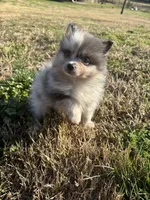 Akc blue Merle , a female Pomeranian for sale in Trion, GA – Photo 4 of 4