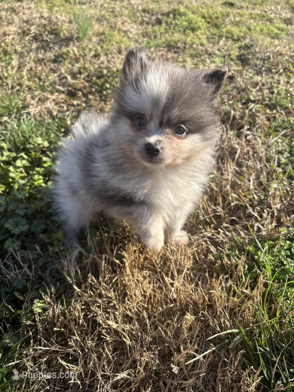 Akc blue Merle , a female Pomeranian for sale in Trion, GA – Photo 1 of 4