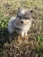 Akc blue Merle , a female Pomeranian for sale in Trion, GA – Photo 1 of 4