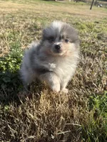 Akc blue Merle , a female Pomeranian for sale in Trion, GA – Photo 3 of 4