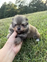 AKC orange sable girl limited AKC , a female Pomeranian for sale in Trion, GA – 4 of 6