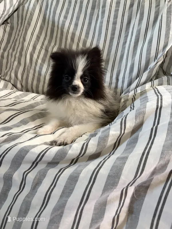 Akc black parti  – Pomeranian puppy for sale in Trion, GA