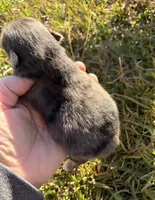 Ckc blue Merle , a female Pomeranian for sale in Trion, GA – 3 of 4