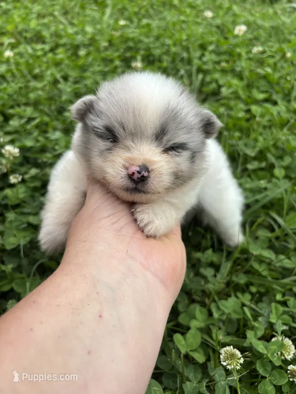 Ckc blue Merle parti  – Pomeranian puppy for sale in Trion, GA