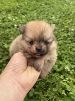 Akc orange sable from pepper, a female Pomeranian for sale in Trion, GA – 3 of 5