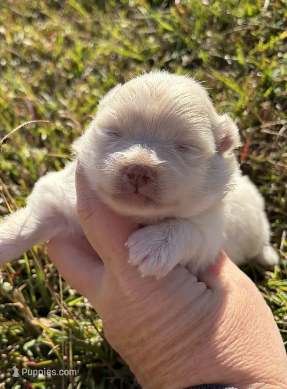 Ckc solid cream  – Pomeranian puppy for sale in Trion, GA