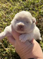 Ckc solid cream , a female Pomeranian for sale in Trion, GA – 1 of 4
