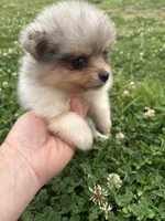 Ckc Merle girl , a female Pomeranian for sale in Trion, GA – 2 of 4