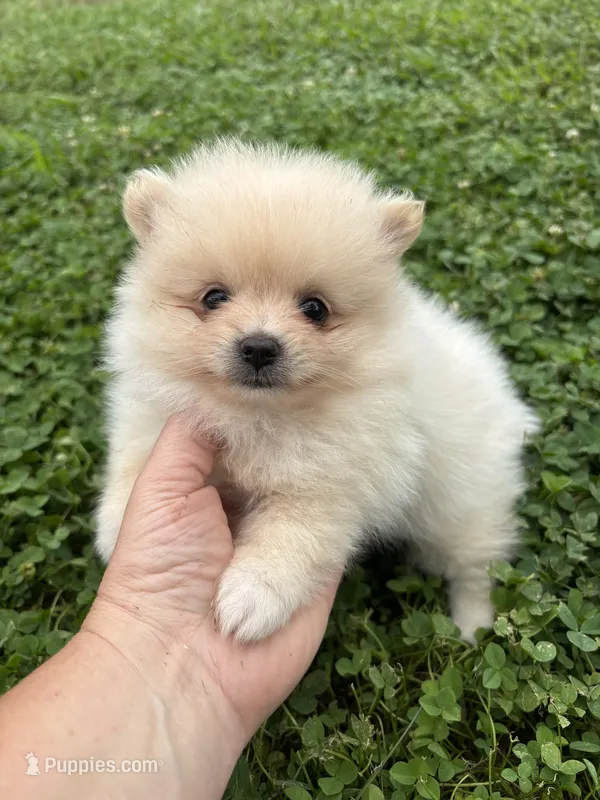 Akc cream  – Pomeranian puppy for sale in Trion, GA