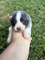 Ckc blue Parti , a male Pomeranian for sale in Trion, GA – 4 of 4