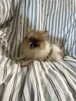Ckc Orange sable parti freckles, a female Pomeranian for sale in Trion, GA – 4 of 4