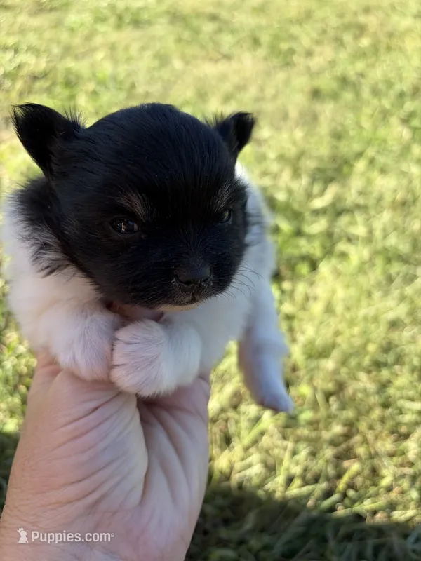 Black Tri Parti girl  – Pomeranian puppy for sale in Trion, GA