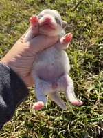 AKC blue and tan Merle parti, a female Pomeranian for sale in Trion, GA – 4 of 4