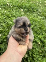 Akc black and tan Merle , a female Pomeranian for sale in Trion, GA – 2 of 4