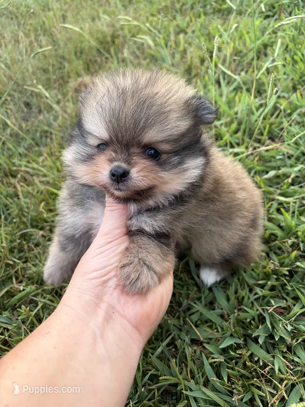 AKC orange sable girl limited AKC  – Pomeranian puppy for sale in Trion, GA