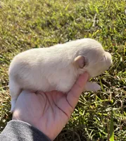 Ckc solid cream , a female Pomeranian for sale in Trion, GA – 3 of 4