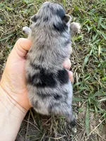 AKC blue Merle and tan , a male Pomeranian for sale in Trion, GA – 2 of 5