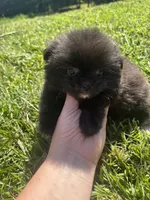 Ckc black and white , a male Pomeranian for sale in Trion, GA – 2 of 4