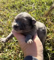 Ckc Merle boy , a female Pomeranian for sale in Trion, GA – 2 of 5