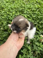 Ckc Orange parti boy , a male Pomeranian for sale in Trion, GA – 4 of 4