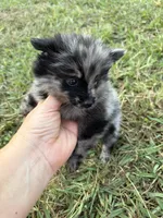 Tiny Ckc blue Merle girl , a female Pomeranian for sale in Trion, GA – 5 of 7