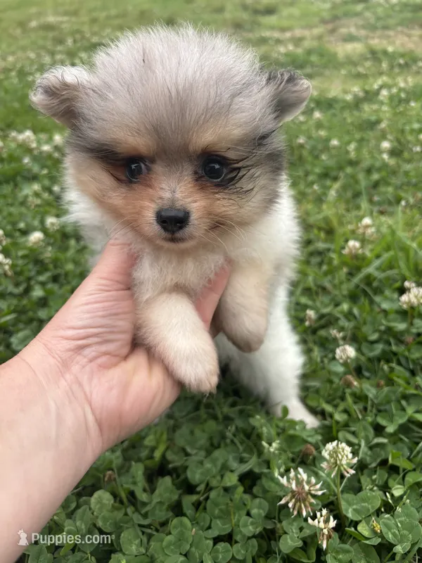 Ckc Merle girl  – Pomeranian puppy for sale in Trion, GA