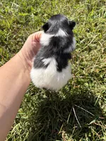 Black Parti girl , a female Pomeranian for sale in Trion, GA – 4 of 4