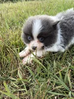 Ckc blue Parti , a male Pomeranian for sale in Trion, GA – 4 of 4