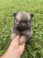 Akc dark orange sable girl , a female Pomeranian for sale in Trion, GA – 4 of 4