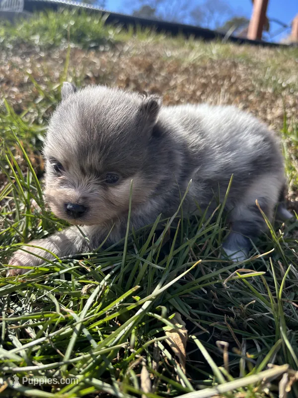 Akc blue Merle and tan
