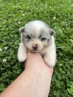 Ckc blue Merle parti , a female Pomeranian for sale in Trion, GA – 2 of 4
