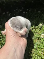 Ckc blue Merle 2 , a male Pomeranian for sale in Trion, GA – 1 of 4