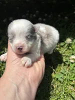 Ckc blue Merle 2 , a male Pomeranian for sale in Trion, GA – 2 of 4