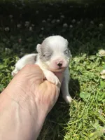Ckc blue Merle 2 , a male Pomeranian for sale in Trion, GA – 3 of 4