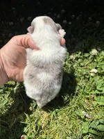 Ckc blue Merle 2 , a male Pomeranian for sale in Trion, GA – 4 of 4
