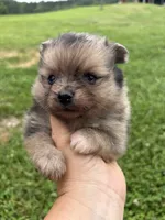 Akc sable Merle girl pepper , a female Pomeranian for sale in Trion, GA – 2 of 5