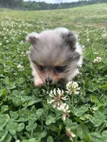 Ckc Merle girl , a female Pomeranian for sale in Trion, GA – 4 of 4