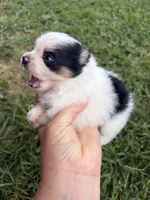 AKC tiny Tri Parti , a male Pomeranian for sale in Trion, GA – 2 of 6