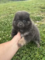 Akc blue , a female Pomeranian for sale in Trion, GA – 5 of 5
