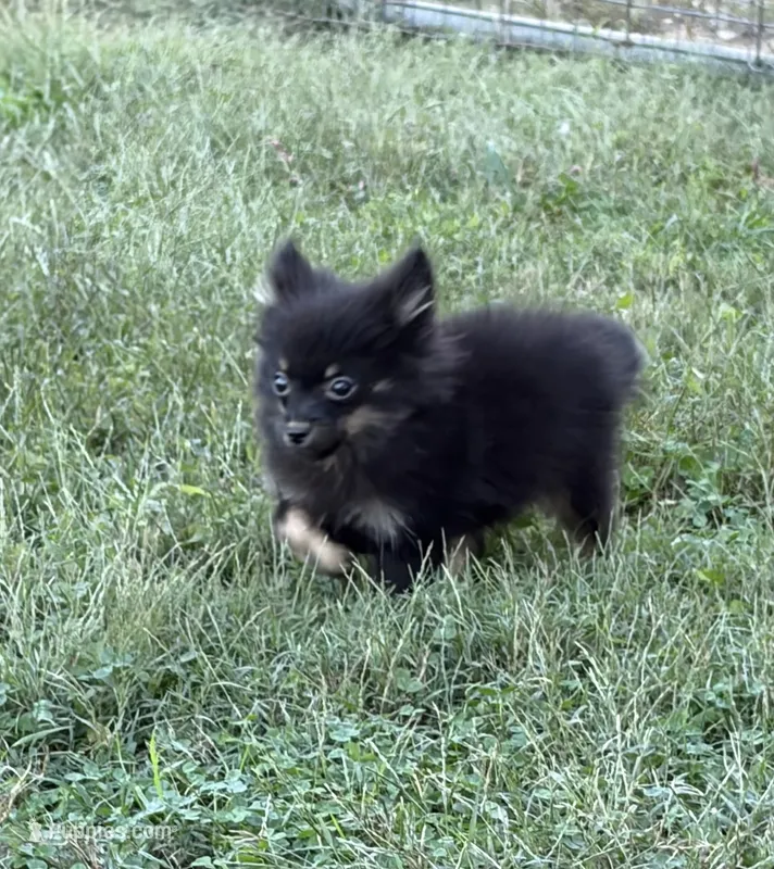 Ckc small black and tan  – Pomeranian puppy for sale in Trion, GA