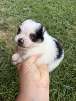 AKC tiny Tri Parti , a male Pomeranian for sale in Trion, GA – 4 of 6