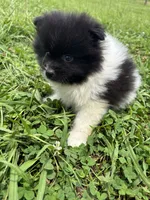 Ckc black parti boy , a male Pomeranian for sale in Trion, GA – 4 of 4