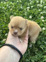 Ckc orange boy , a male Pomeranian for sale in Trion, GA – 3 of 4