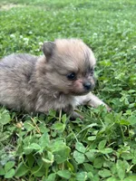 Akc orange sable from pepper, a female Pomeranian for sale in Trion, GA – 4 of 5