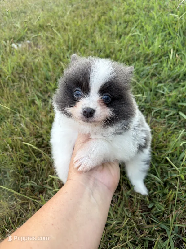 Ckc blue Parti  – Pomeranian puppy for sale in Trion, GA