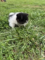 Akc tri parti , a male Pomeranian for sale in Trion, GA – 4 of 4