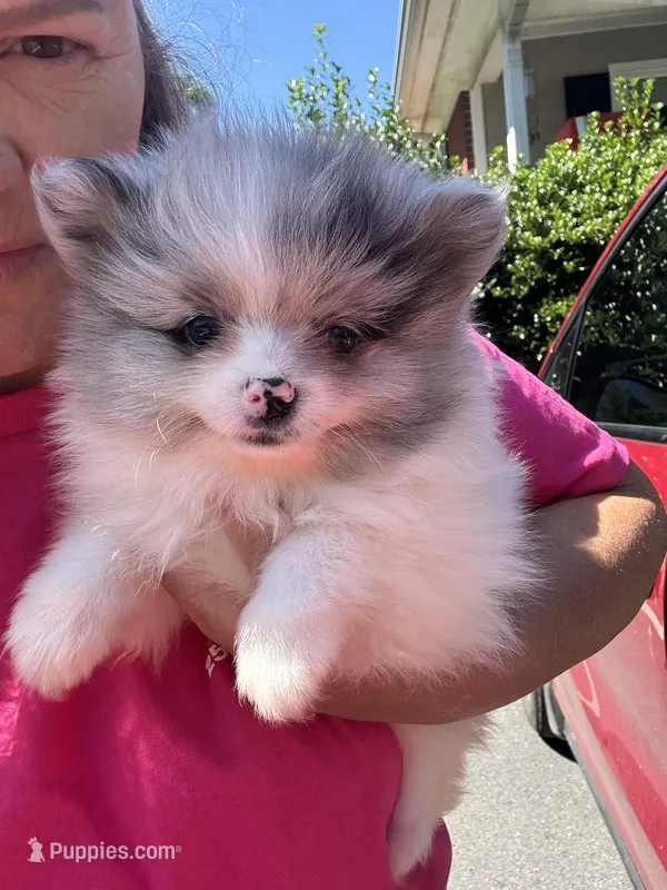 Akc blue Merle parti  – Pomeranian puppy for sale in Trion, GA